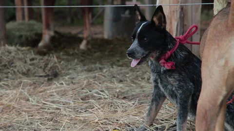 Uncut Sequence: Dogs Watching Rodeo Training With Sad Bull Animals. Video stock 152641811