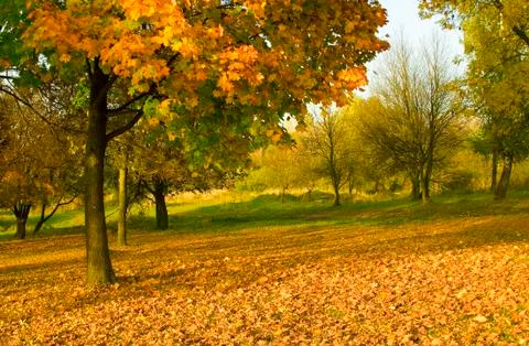 Under the autumn tree Stock Photos