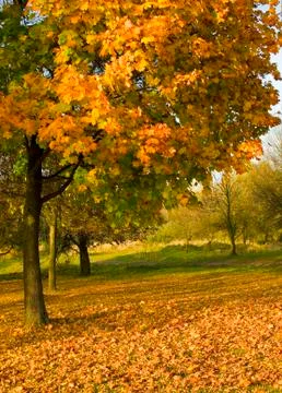 Under the autumn tree Stock Photos