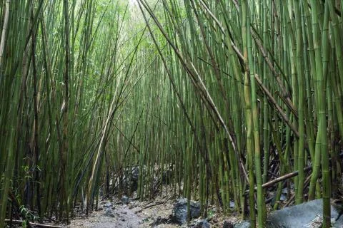 Under a bamboo canopy Stock Photos