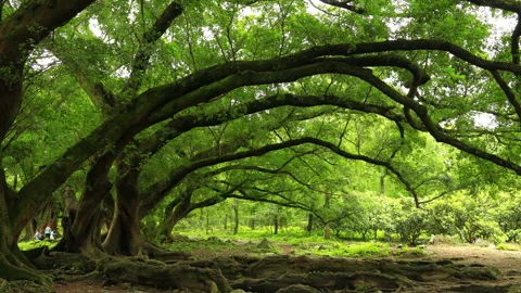 Under Banian Stock Footage 168108975