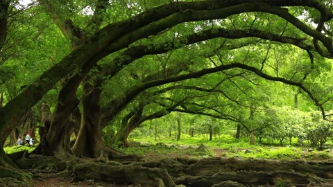 Under Banian 스톡 동영상 168108983