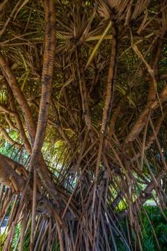 Under the banyan tree Stock Photos