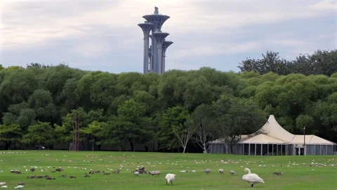 Under the Beijing Olympic Tower in Beijing, China, birds have a paradise in the  Stock Footage 305796208