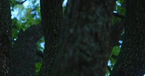 Under big green tree. Nature composition Video stock 71581165