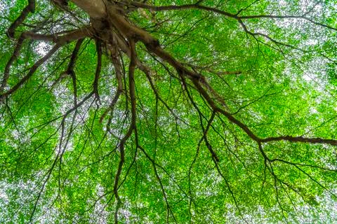 Under big green tree Stock Photos