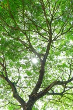 Under big green tree. Stock Photos