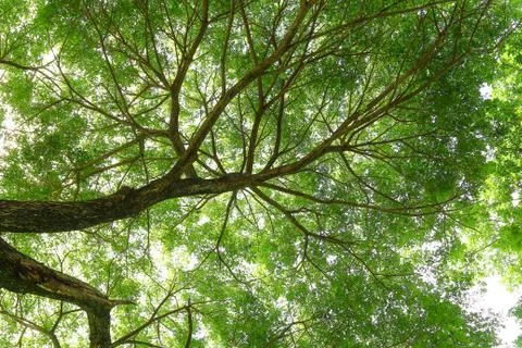 Under big green tree. Foto stock