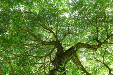 Under big green tree. Stock Photos