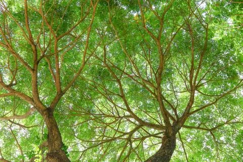 Under big green tree. Stock Photos