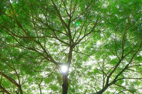 Under big green tree. Stock Photos