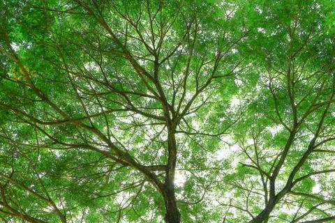 Under big green tree. Stock Photos