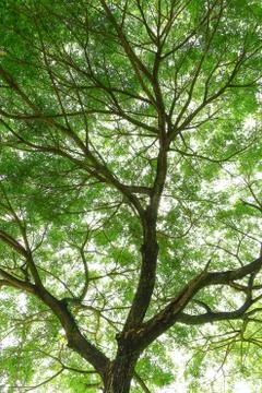 Under big green tree. Stock Photos