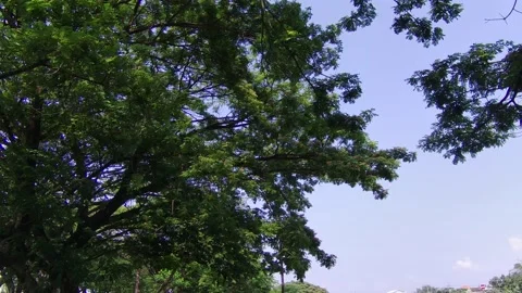 From Under Big Rain Trees Stock Footage 207997092