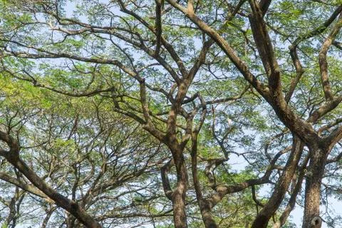 Under the big tree and with branch magnify Stock Photos