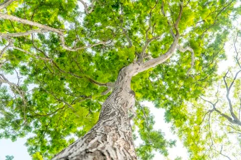 Under the big tree and with branch magnify Stock Photos