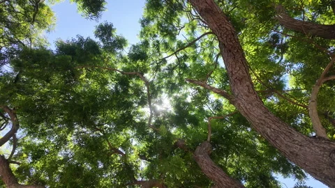 Under big tree canopy view looking up at blue sky with sun rays Video stock 343198328