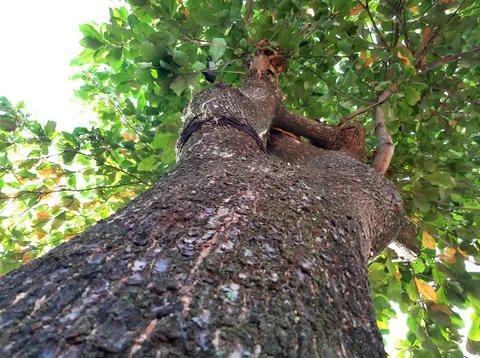 Under big tree Stock Photos