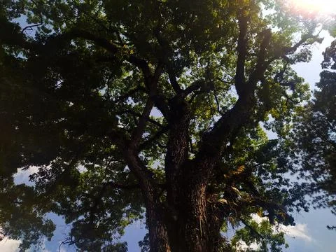 From under the big tree Stock Photos