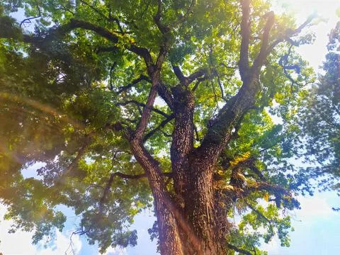 From under the big tree Stock Photos