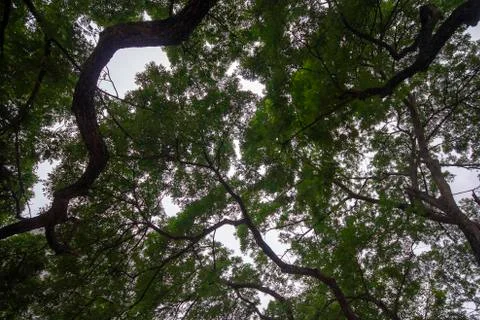 Under the big trees Stock Photos