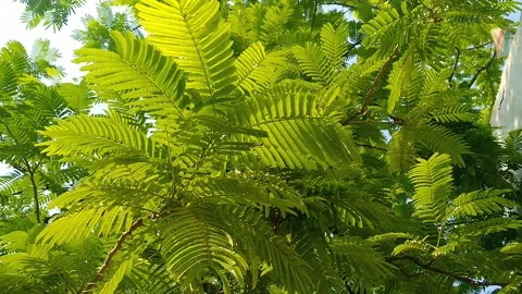 Under Bitter Bean Tree Dense Green Leaves Parkia Speciosa Canopy Stock Footage 339312835
