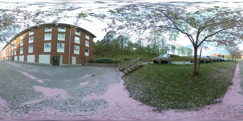 Under a Blooming Sakura Tree - 360 VR Stock Footage 90121592