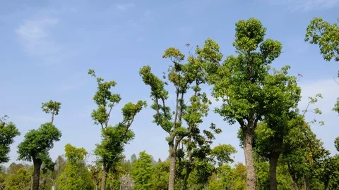 Under the blue sky green trees grow in the spring Stock Footage 107858185