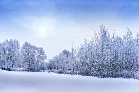 Under a blue sky with light clouds there are trees with thick white frost on  Foto stock