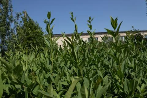 Under the blue sky in the open ground grow bushes and green trees Stock Photos