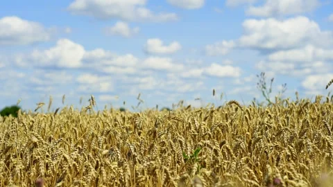 Under the blue sky, the wheat field is designed to dance in the wind. Stock Footage 265851899