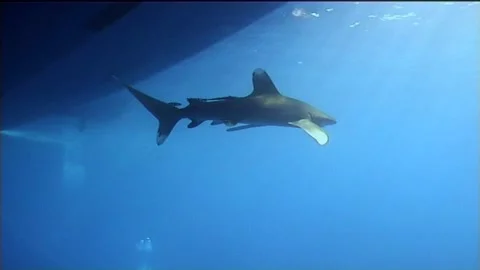 Under The Boat, Oceanic White Tip Shark Swims Stock Footage 292862707