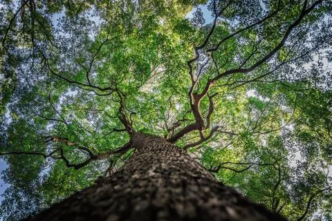 Under branch of big green tree in HDR style Stock Photos