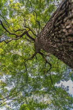 Under branch of big green tree in HDR style Stock Photos