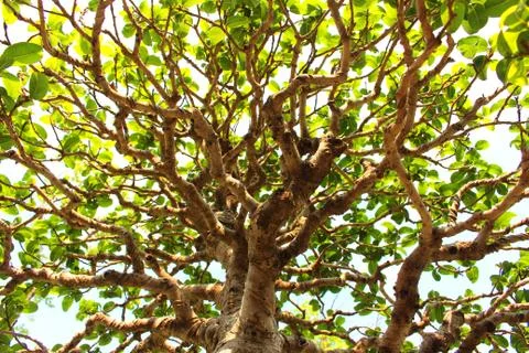 Under branch tree leaf Stock Photos