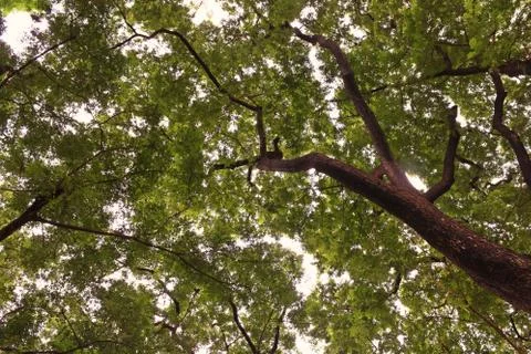 Under branches of big tree, Rain tree Stock Photos