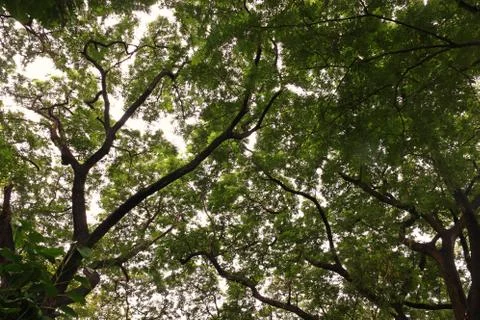 Under branches of big tree, Rain tree Stock Photos