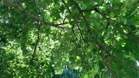 Under branches of a green maple tree blowing in the breeze Stock Footage 225496412