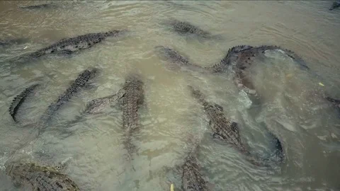 Under a Bridge in Rio Tarcoles, Costa Rica - Wild Crocodiles 3 Medium Stock-Footage 79447536