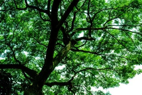 Under the bright green trees Stock Photos