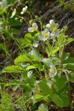 Under the bright rays of the spring sun, wild strawberries bloom on the edge  Stock Photos