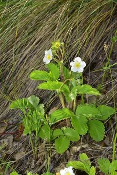 Under the bright rays of the spring sun, wild strawberries bloom on the edge  Stock Photos