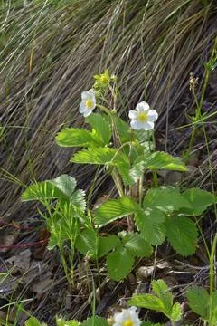 Under the bright rays of the spring sun, wild strawberries bloom on the edge  Stock Photos