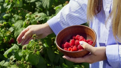 Under the bright rays of the sun, a woman collects juicy raspberries. Video stock 262574893