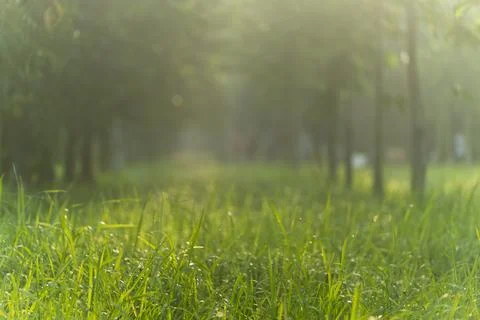 Under the bright sun. Abstract natural backgrounds Stock Photos