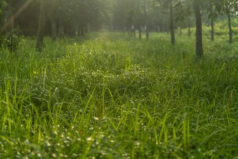 Under the bright sun. Abstract natural backgrounds Stock Photos