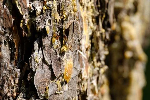 Under the bright sun a drop of pine on a pine tree, the bark of a pine tree Stock Photos