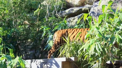 Under the bright sun, a tiger strolls in a park in Australia. Stock Footage 156610514