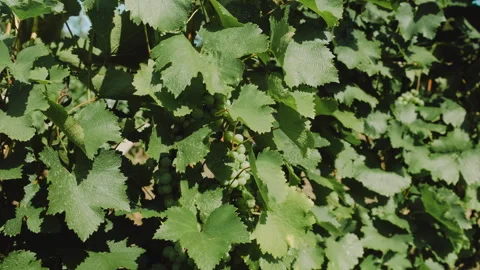 Under bright sunlight, the lush green grapevine leaves bloom beautifully in the Vidéo 314583598
