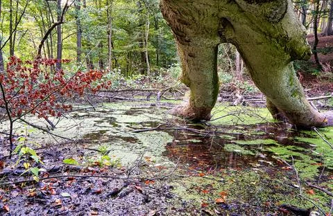 Under the broken tree in the swamp at the forest. Stock Photos